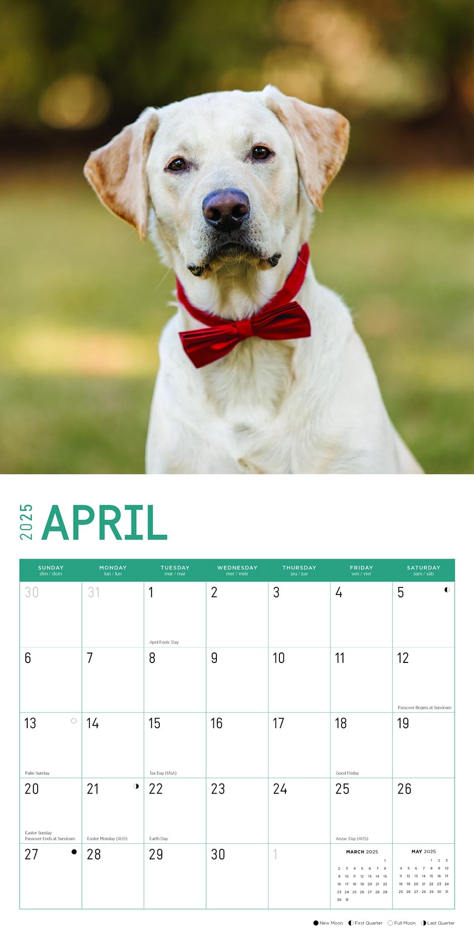 Amazon Bright Day Calendars 2025 Yellow Labs Monthly Wall Calendar Cute Dog Breed Gift 12 X 12 Inch Baby